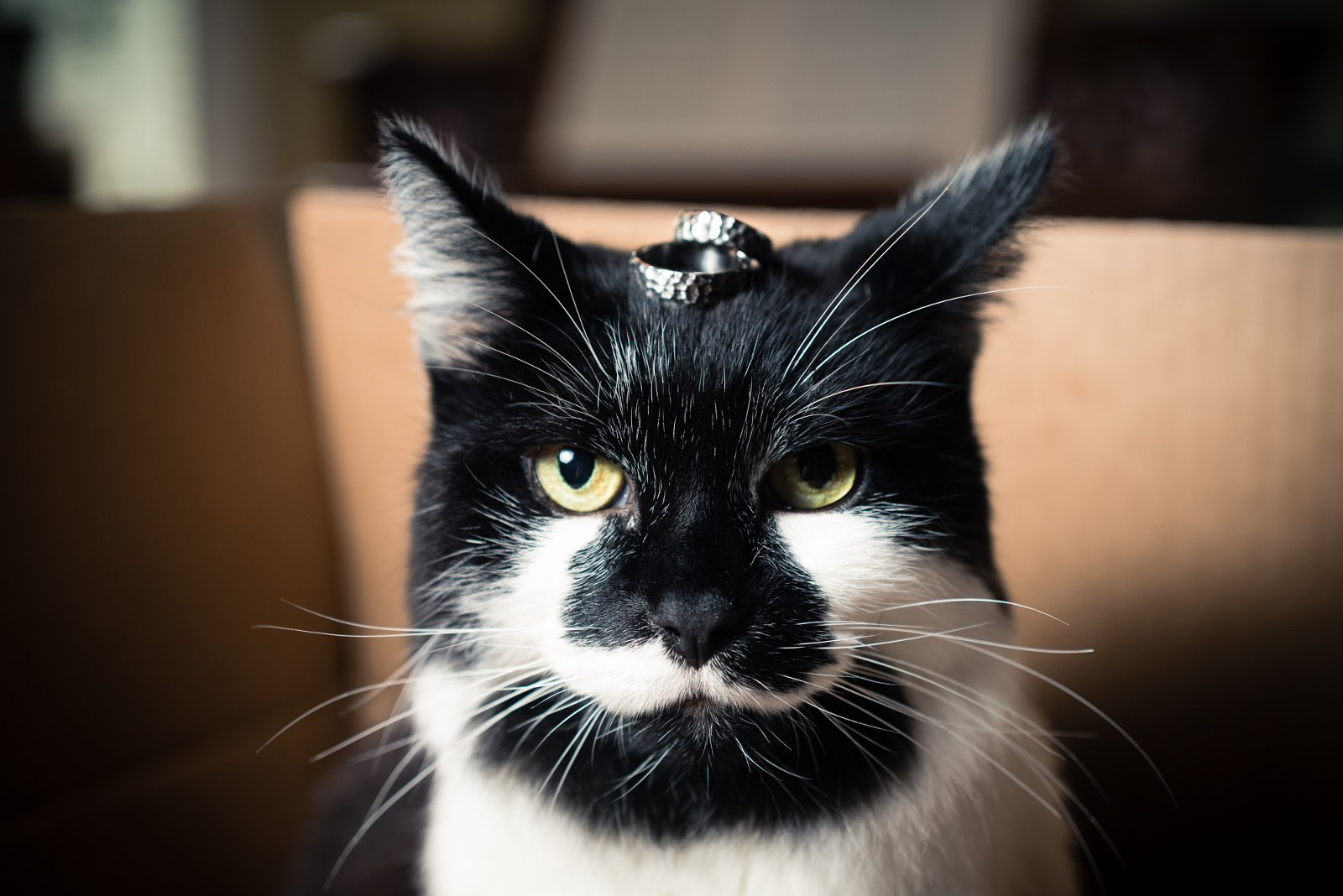 Cat with wedding rings